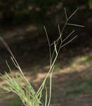 Common carpetgrass